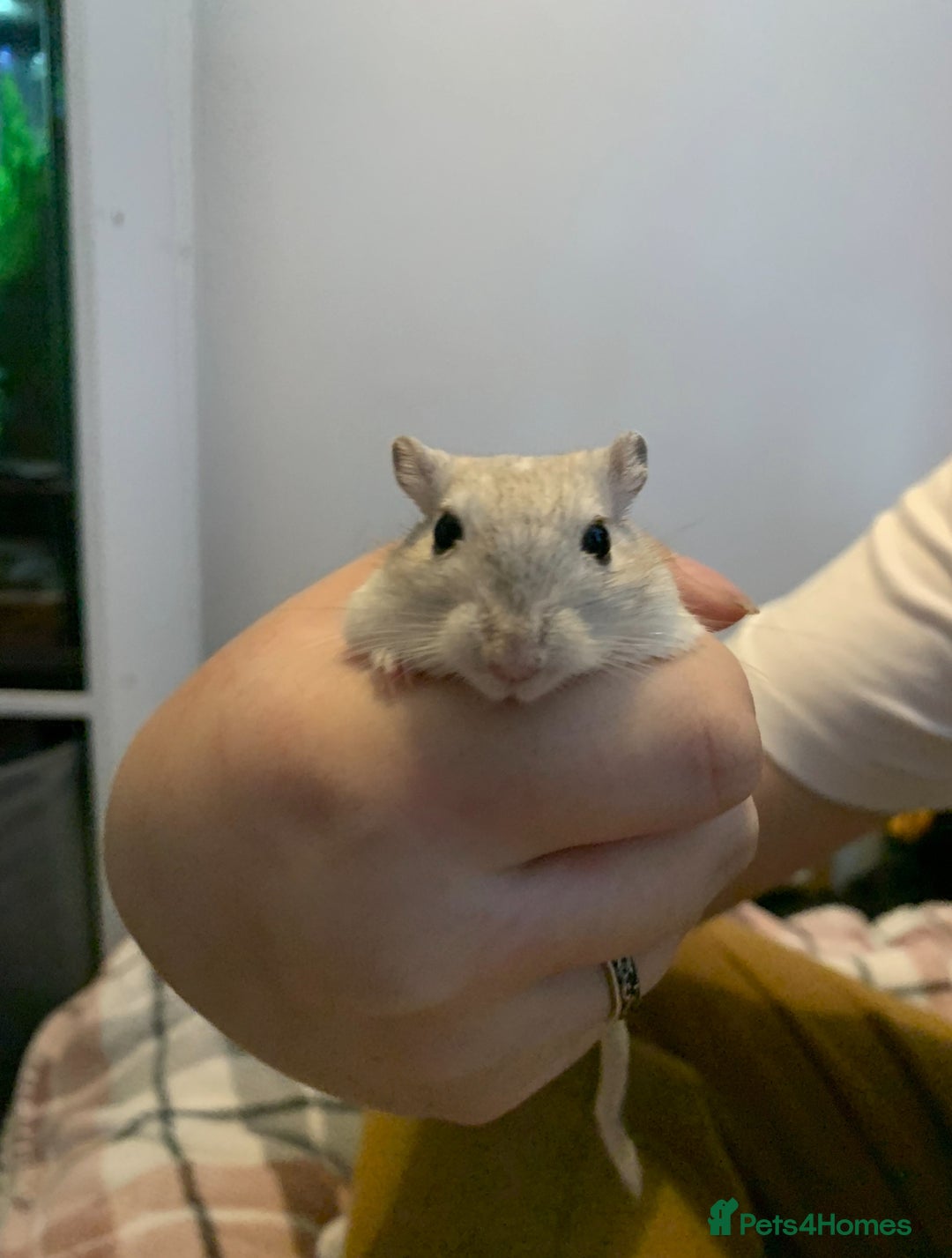 Gerbil rodents for sale: Bonded gerbils for rehoming  - Image 2