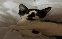 Mixed Breed cats for sale: Last little boy kitten - Image 2