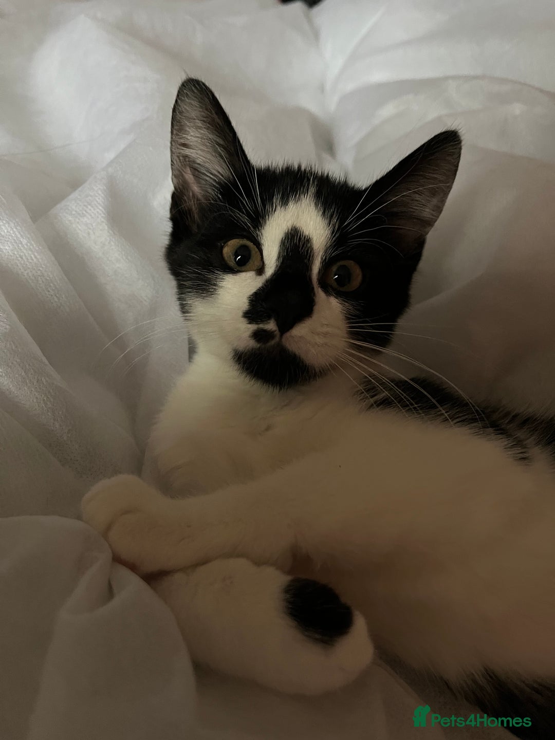 Mixed Breed cats for sale: Last little boy kitten - Image 2