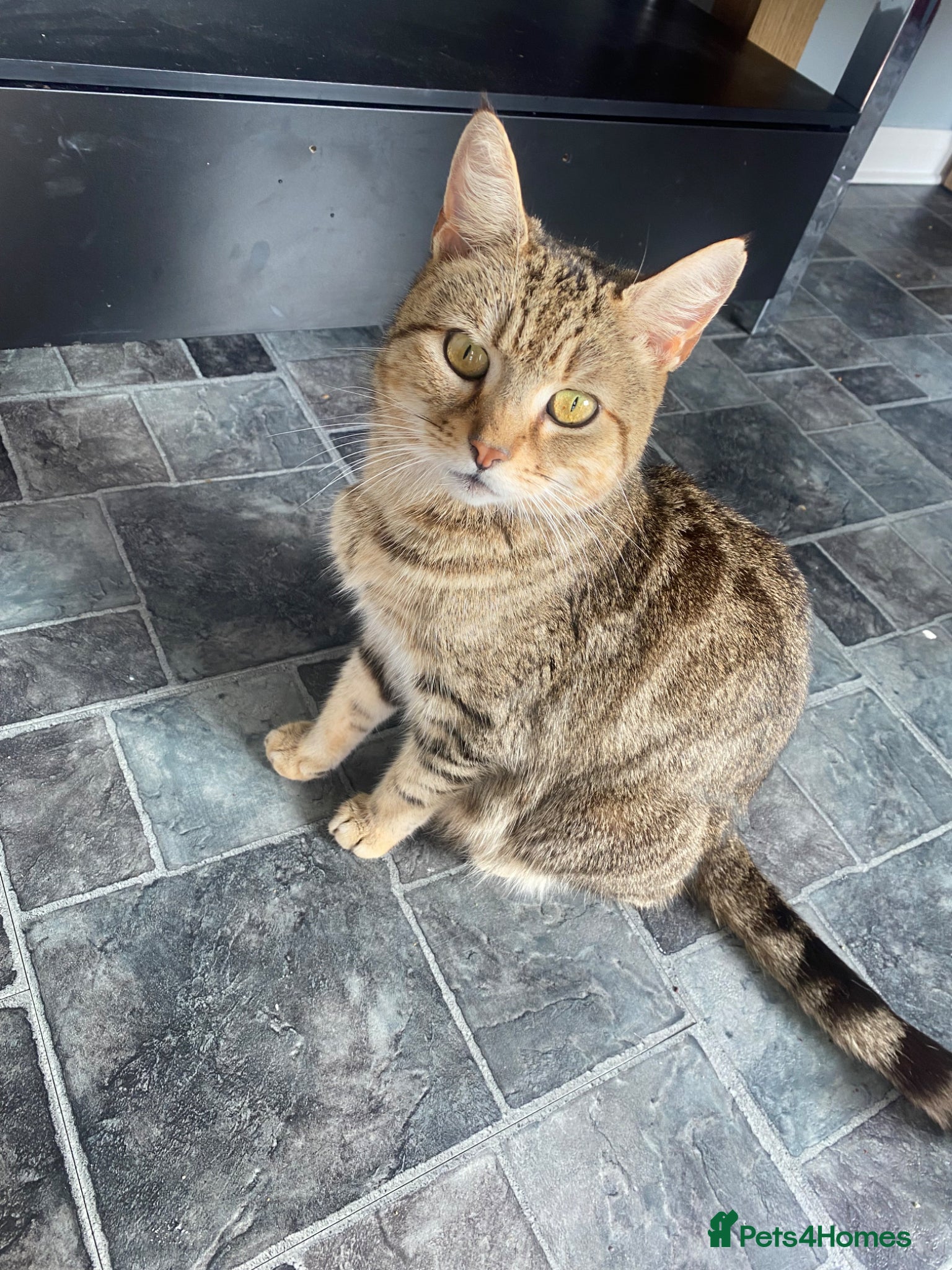 Mixed Breed cats 5 stunning kittens ready for there forever home  - Advert 2