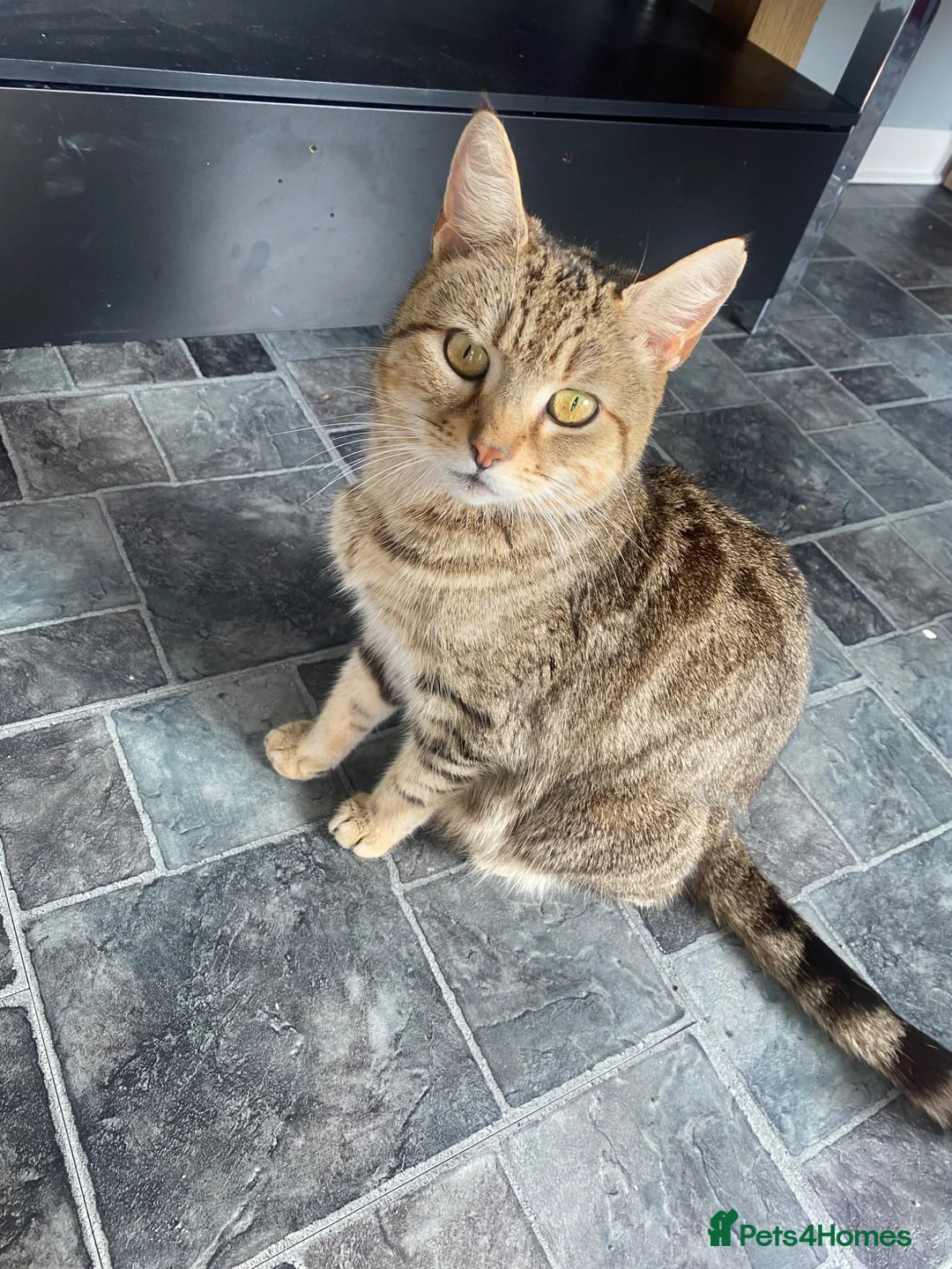 Mixed Breed cats for sale: 5 stunning kittens ready for there forever home  - Advert 1