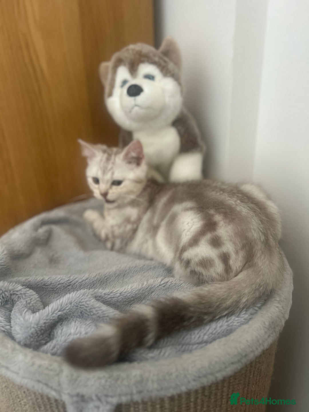 Scottish Fold cats for sale: Beautiful Scottish fold baby’s  in Reading - Image 8