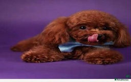 Yorkiepoo dogs for sale: 🐾 Tiny Yorkiepoo Puppies – Ready 29th August! 🐾 - Image 15