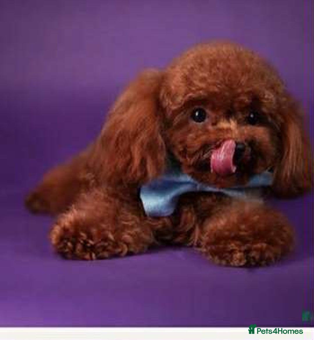 Yorkiepoo dogs for sale: 🐾 Tiny Yorkiepoo Puppies – Ready 29th August! 🐾 - Image 15