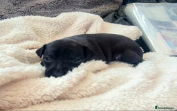Italian Greyhound dogs for sale: 4 stunning Italian greyhound puppies  - Image 9