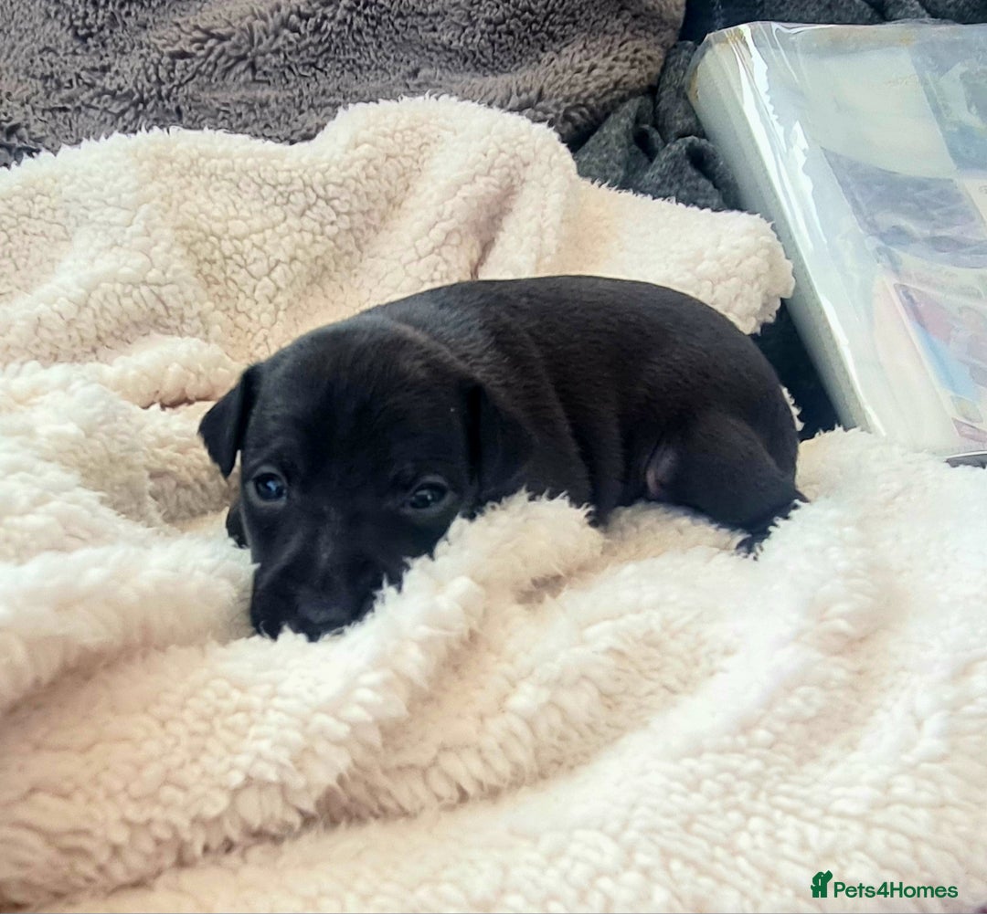 Italian Greyhound dogs for sale: 4 stunning Italian greyhound puppies  - Image 9
