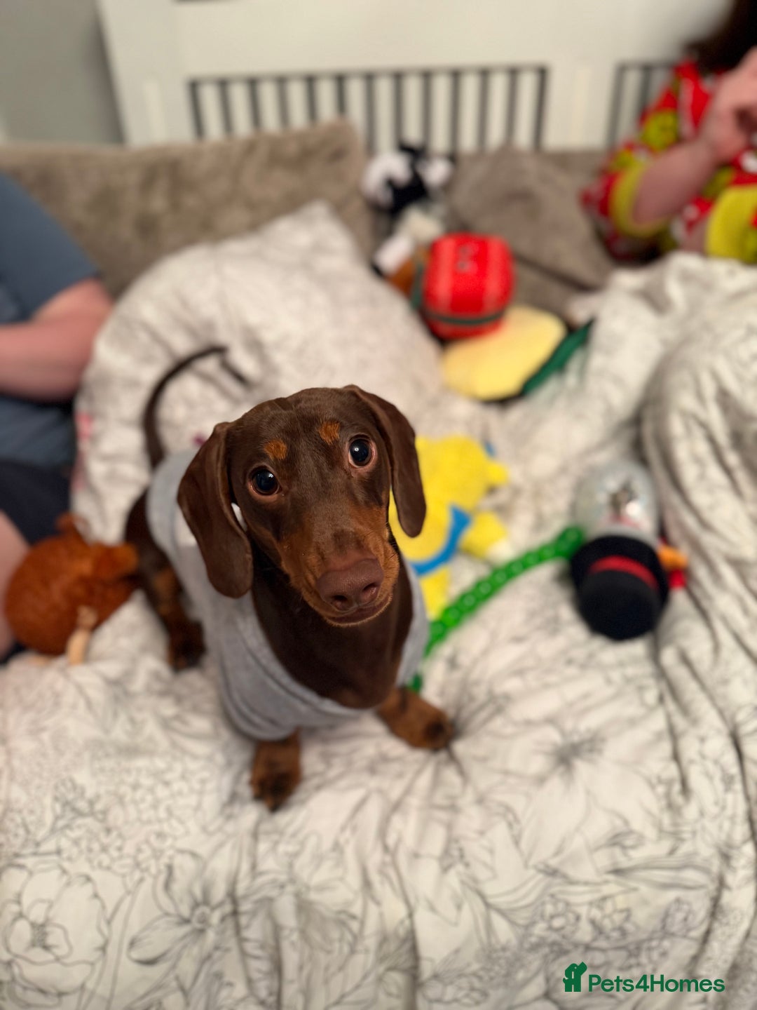 Miniature Dachshund dogs for stud: Miniature dachshund male for stud  - Advert 3