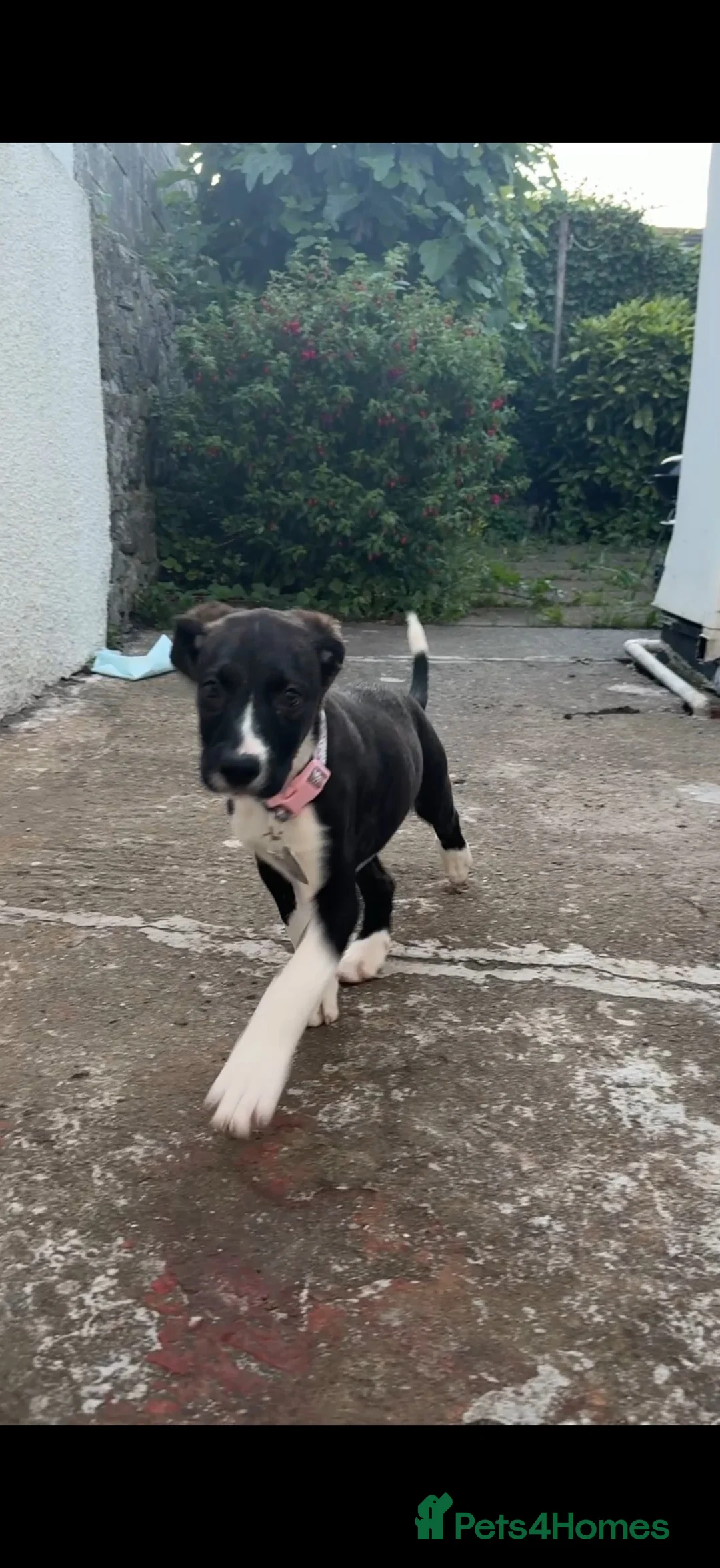 Mixed Breed dogs for sale: Last girl puppy  in Bridgend - Advert 2