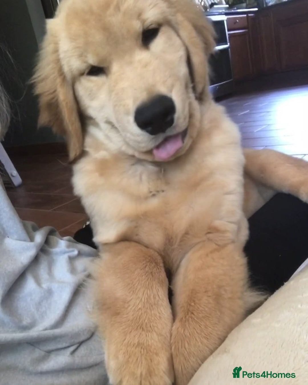 Golden Retriever dogs for sale: Simba – Handsome Golden Retriever Puppy - Image 6
