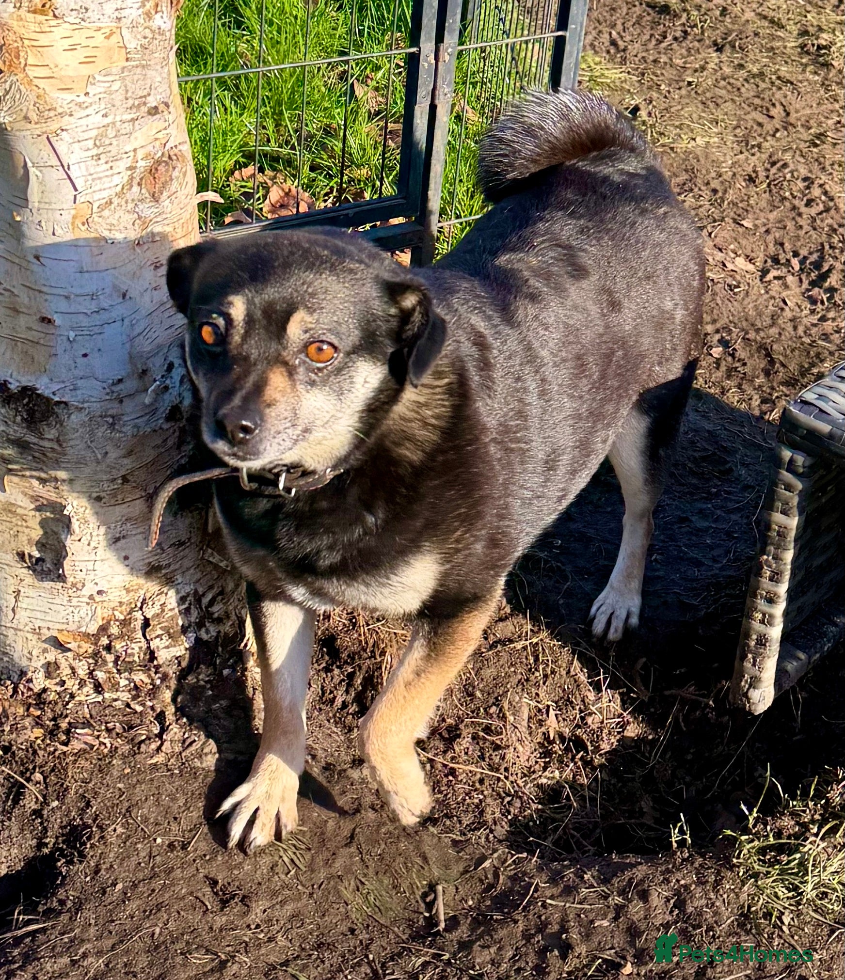 Miniature Pinscher dogs JULIA – Female Miniature Pinscher - Advert 7