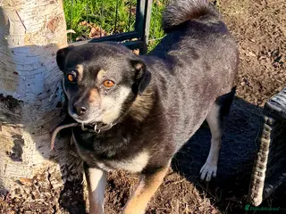 Miniature Pinscher dogs JULIA – Female Miniature Pinscher - Advert 7