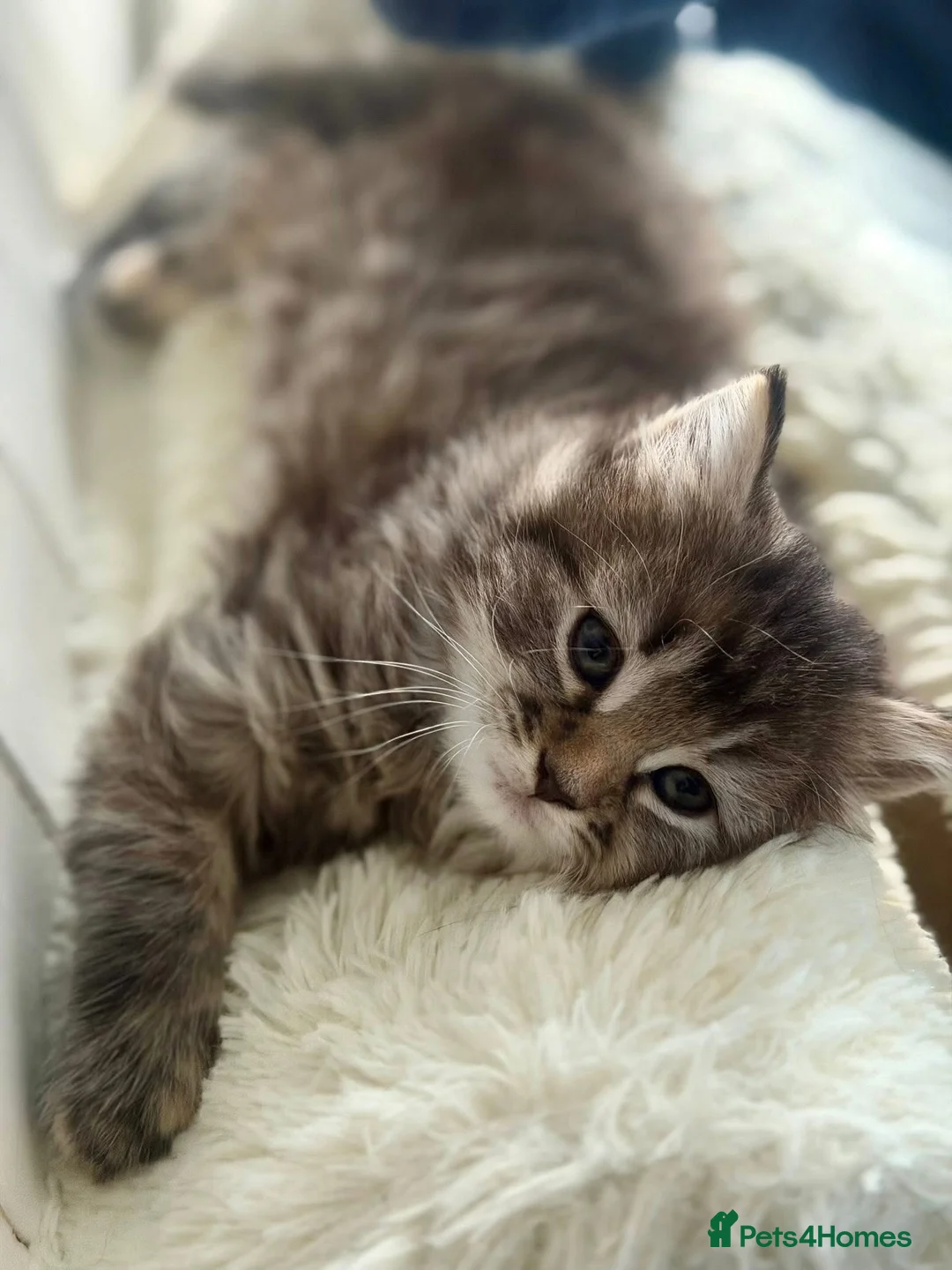 Mixed Breed cats for sale: Beautiful kittens - Advert 16