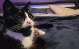Mixed Breed cats for sale: Black and white kitten  - Image 1
