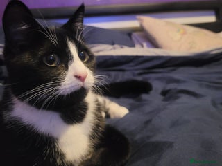Mixed Breed cats - Advert 35