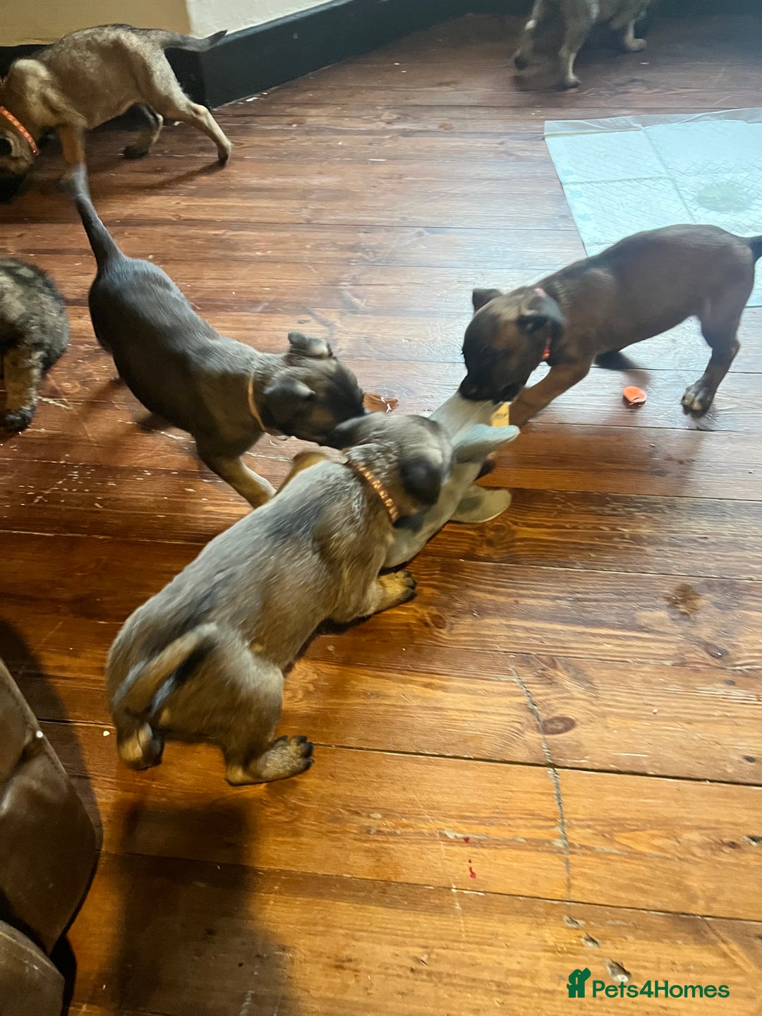 Mixed Breed dogs for sale: Belgium Shepherd mix breed - Advert 25