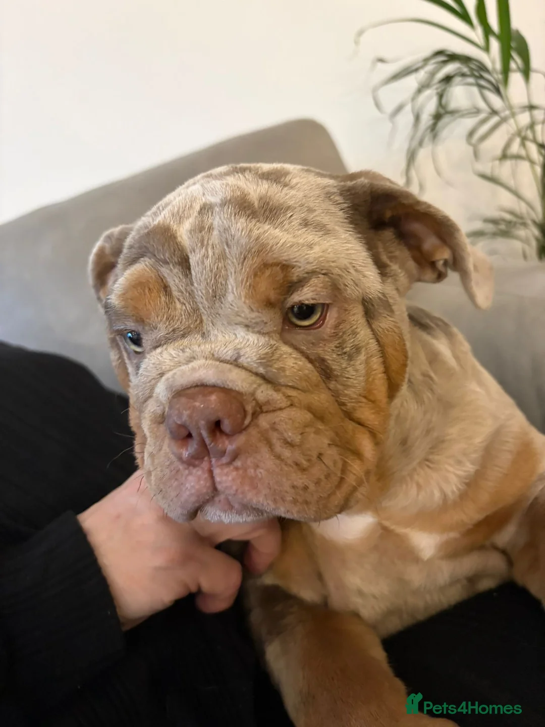 English Bulldog dogs for sale: Bulldog Puppies Champion bloodlines - Advert 32