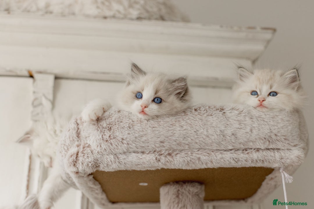 Ragdoll cats for sale: Amazing Ragdoll kittens - Image 16