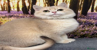 British Shorthair cats British shorthair golden TICA - Advert 3