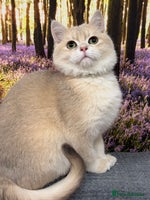 British Shorthair cats British shorthair golden TICA - Advert 8