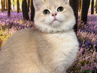 British Shorthair cats British shorthair golden TICA - Advert 3