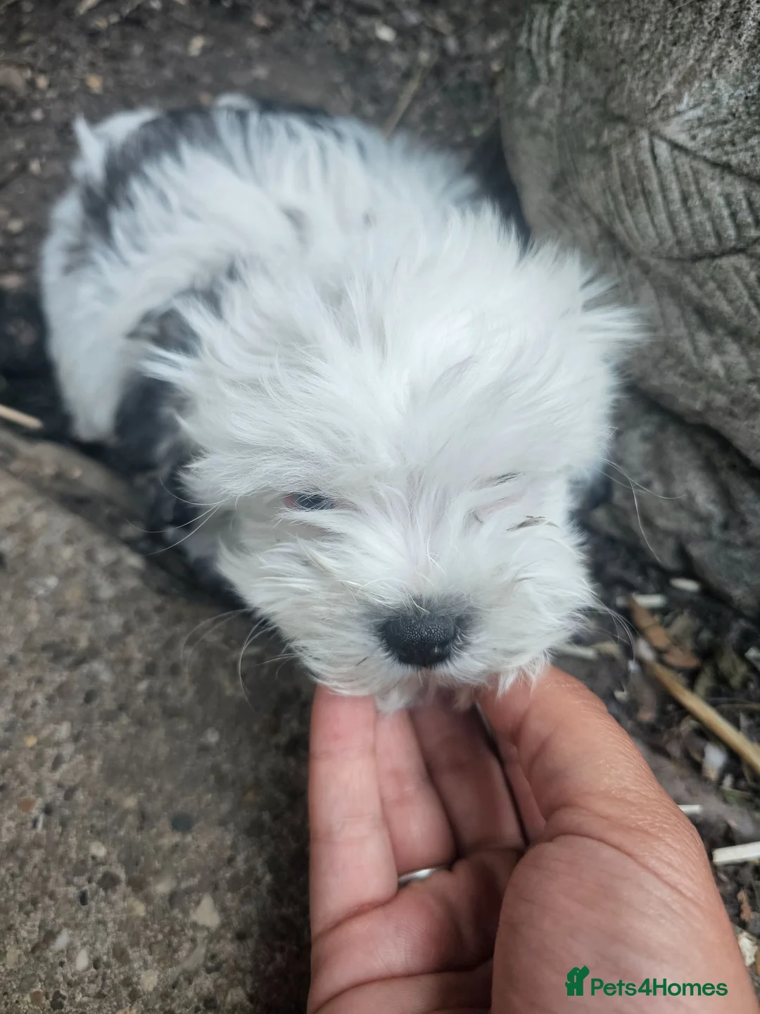 Mixed Breed dogs for sale: Beautiful Litter of 4 Puppies - Advert 8