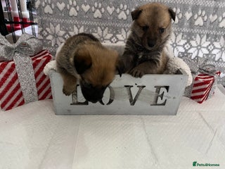 Mixed Breed dogs 9 belgian malinois mix cross German shepherd - Advert 18