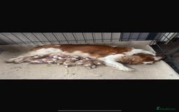 Cavalier King Charles Spaniel dogs for sale: Health Tested cavalier puppies  - Image 23