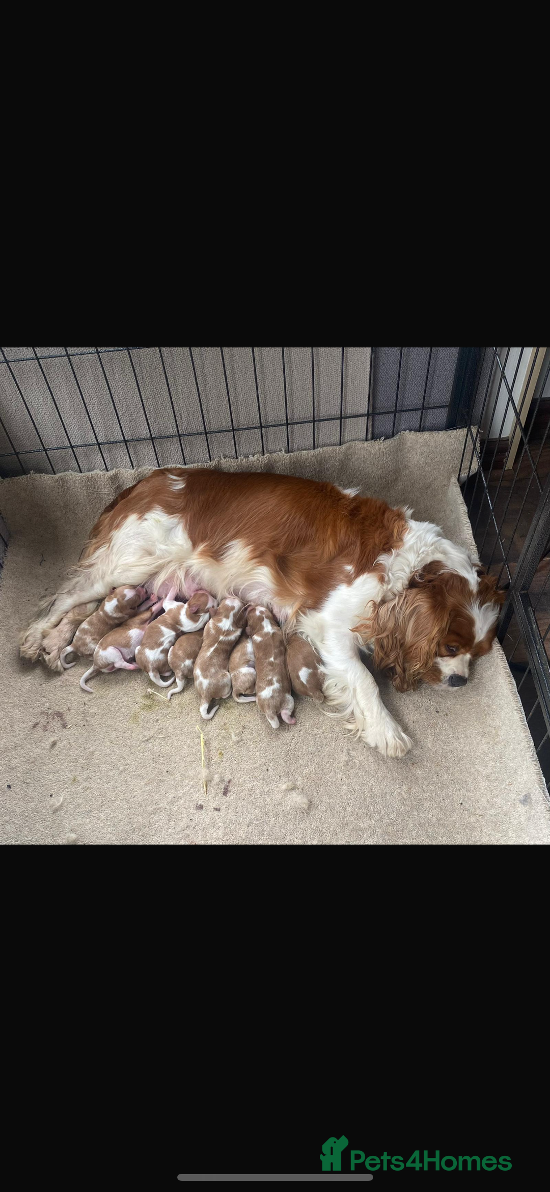 Cavalier King Charles Spaniel dogs for sale: Health Tested cavalier puppies  - Image 23