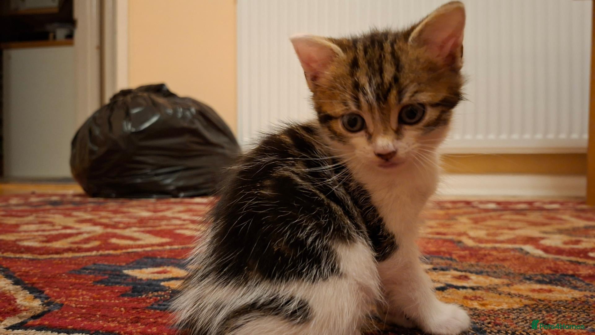 Mixed Breed cats 2 Kittens For Sale - Advert 1