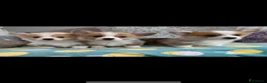 Welsh Corgi Pembroke 2