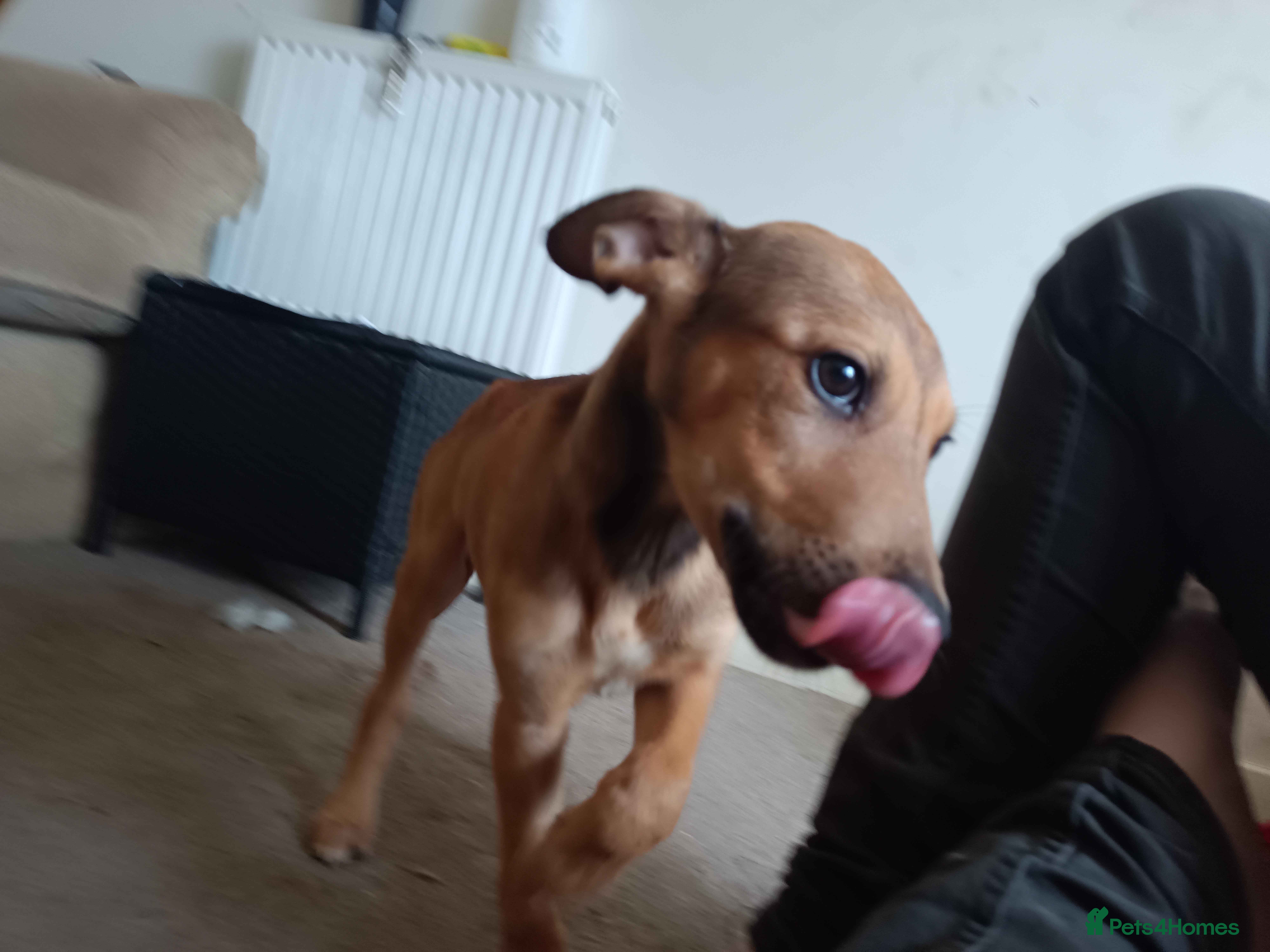 Lurcher dogs Beautiful Working Stock Male Lurcher Puppy - Advert 15