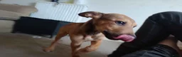 Lurcher dogs for sale: Beautiful Working Stock Male Lurcher Puppy - Advert 1