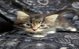 Maine Coon cats for sale: Maine Coon kittens  - Image 10