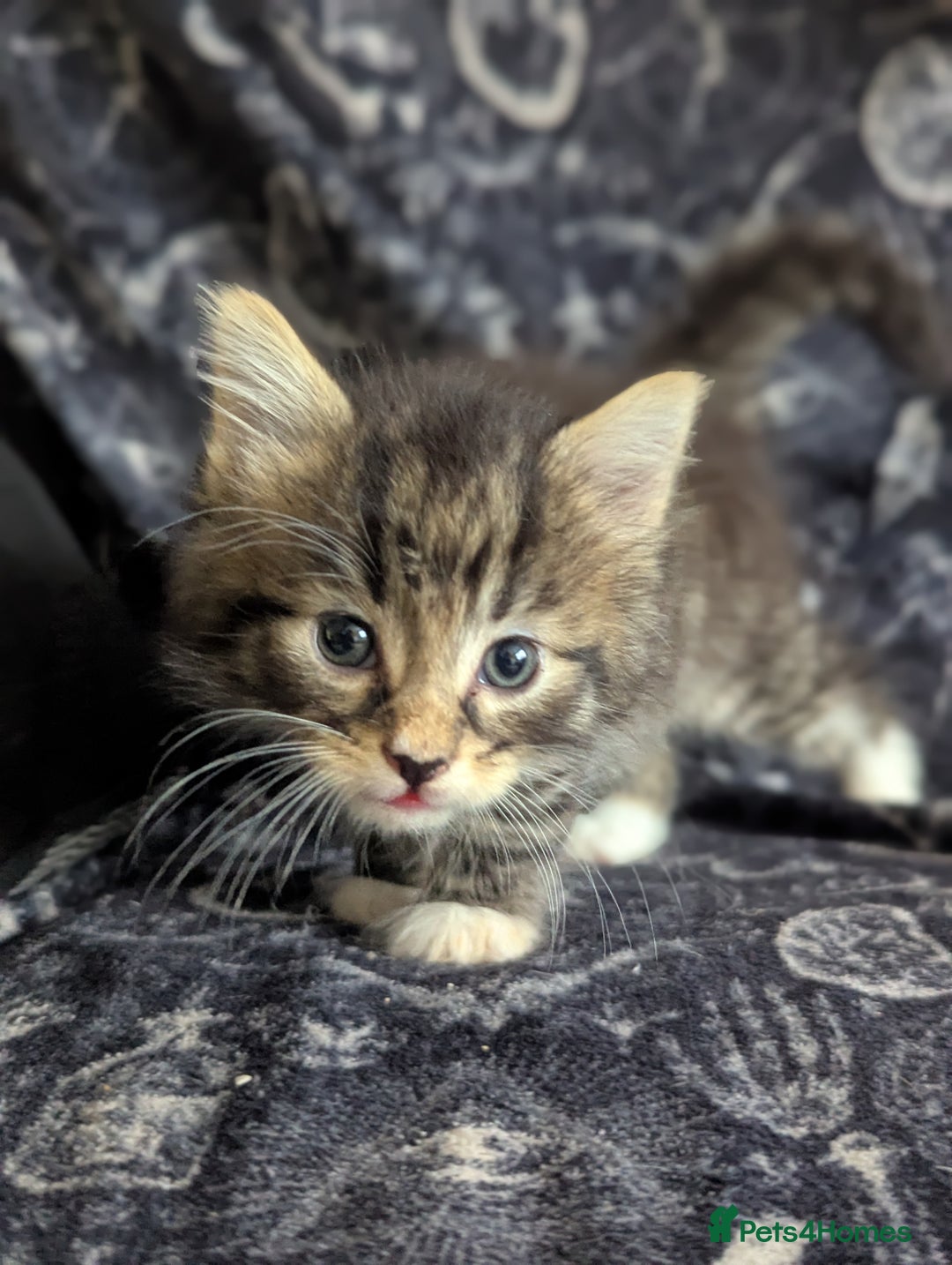 Maine Coon cats for sale: Maine Coon kittens  - Image 10