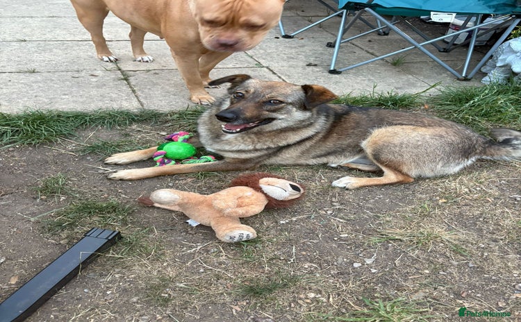 Mixed Breed dogs - Advert 17