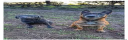 Labrador Retriever dogs for sale: Lovely natured trained Black Lab Girl - Advert 3