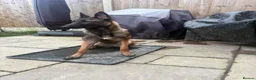 Belgian Shepherd Dog dogs for sale: 1 year old female Belgian malinos  - Advert 14