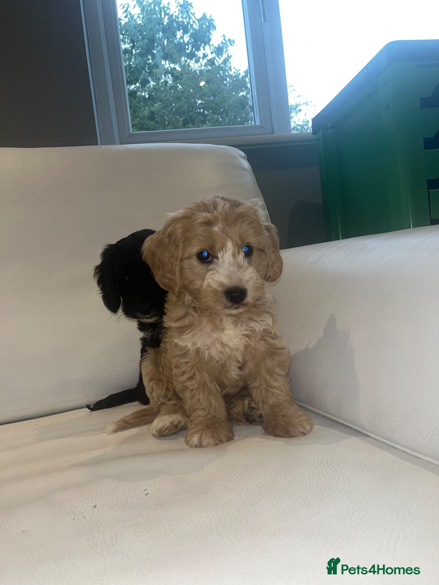 Cockapoo dogs F1 cockapoo puppies PRA clear - Advert 15