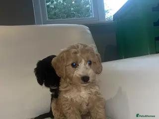 Cockapoo dogs F1 cockapoo puppies PRA clear - Advert 17