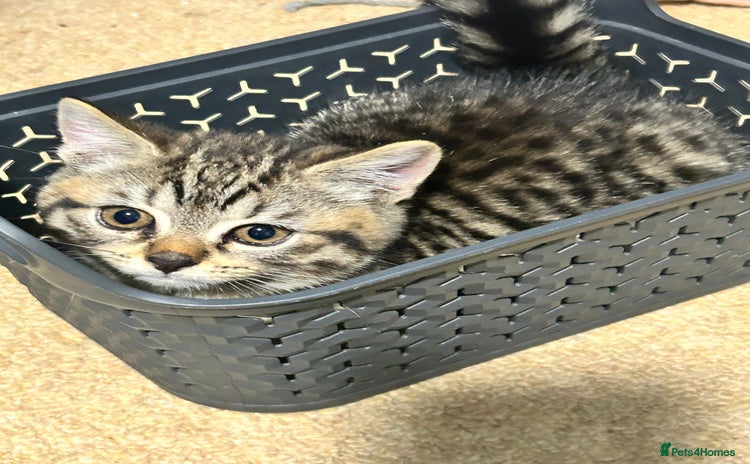 British Shorthair cats - Advert 12