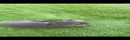 Dachshund dogs for sale: Dachshund in Pontefract - Advert 6