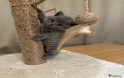British Shorthair cats for sale: British Shorthair kittens Lilac/Blue 3 Girls 1 Boy - Image 7