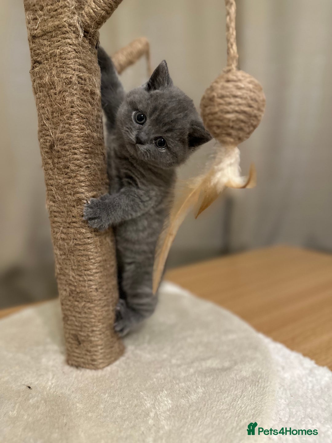 British Shorthair cats for sale: British Shorthair kittens Lilac/Blue 3 Girls 1 Boy - Image 7