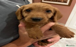 Labradoodle dogs for sale: Ready Now Miniature Fox Red Labradoodles  - Advert 15