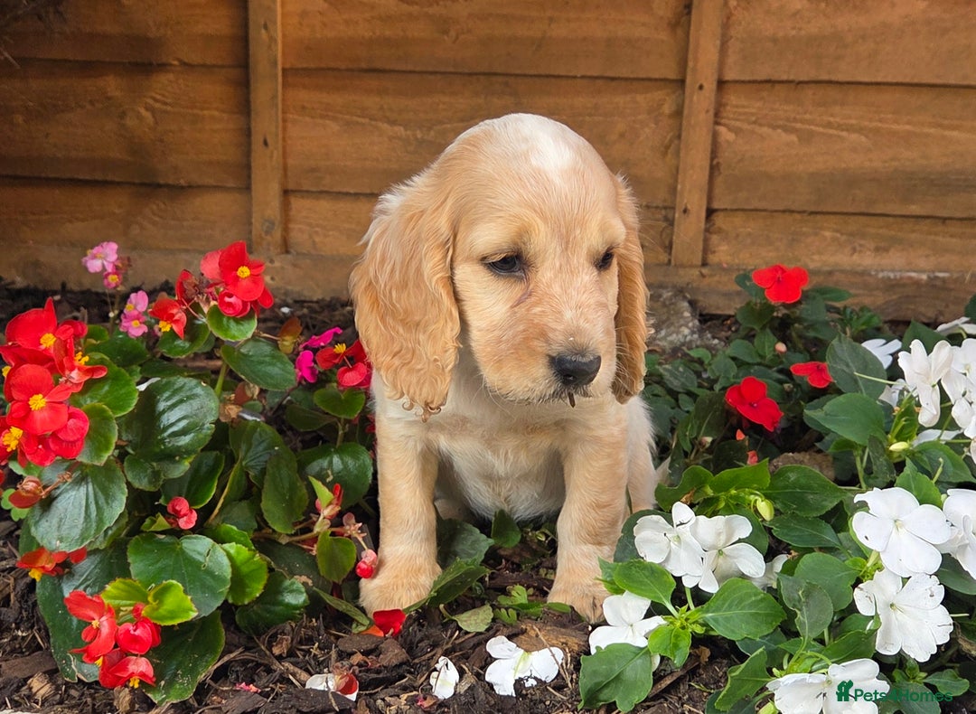 Cocker Spaniel dogs for sale: 2 beautiful working cocker spaniel pups  - Image 13