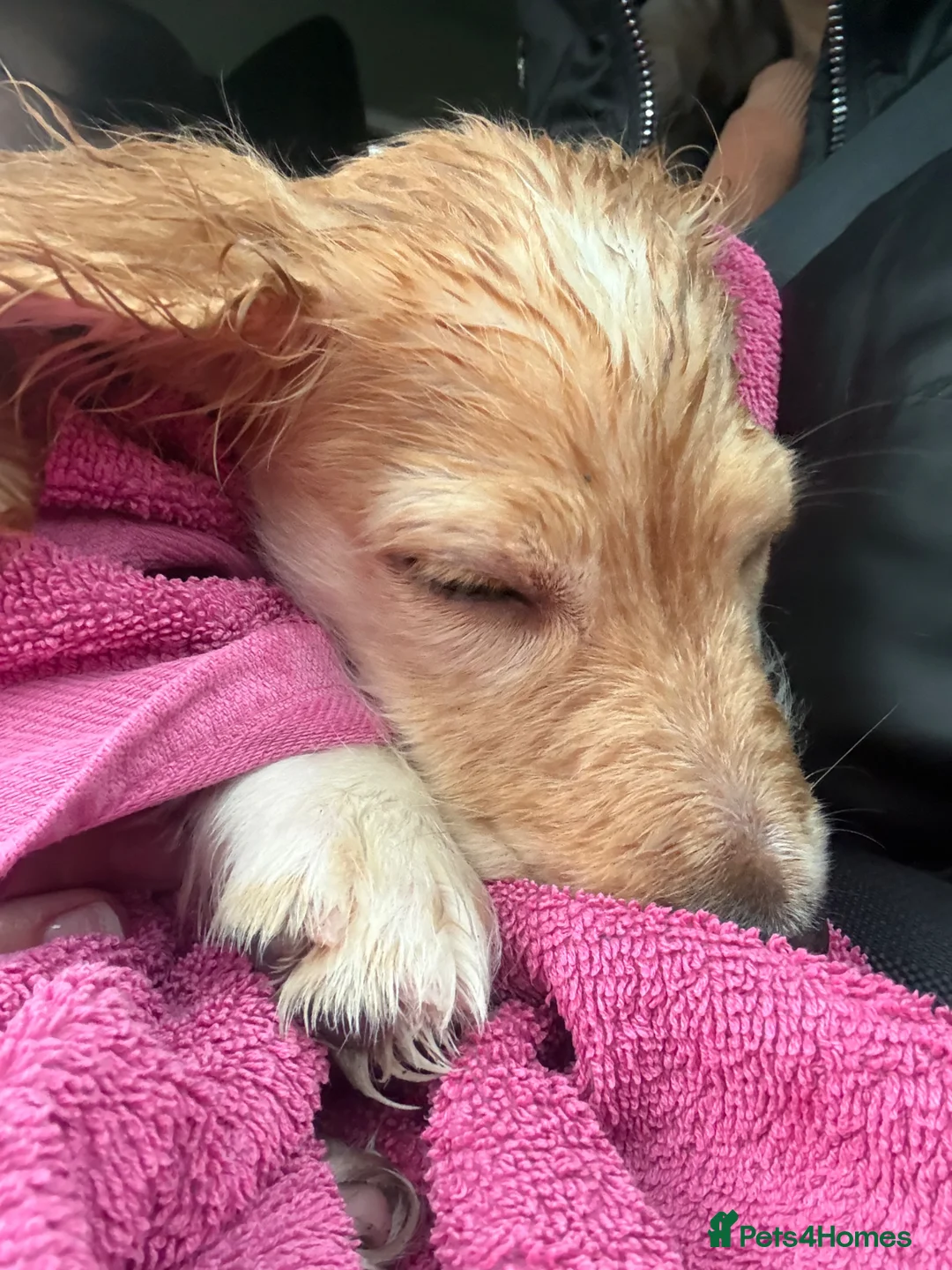 Cocker Spaniel dogs for sale: Bobbie  in Leyland - Advert 2