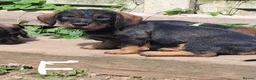 Dachshund dogs for sale: Standard Wirehaired Dachshund/Teckel Puppies - Advert 4