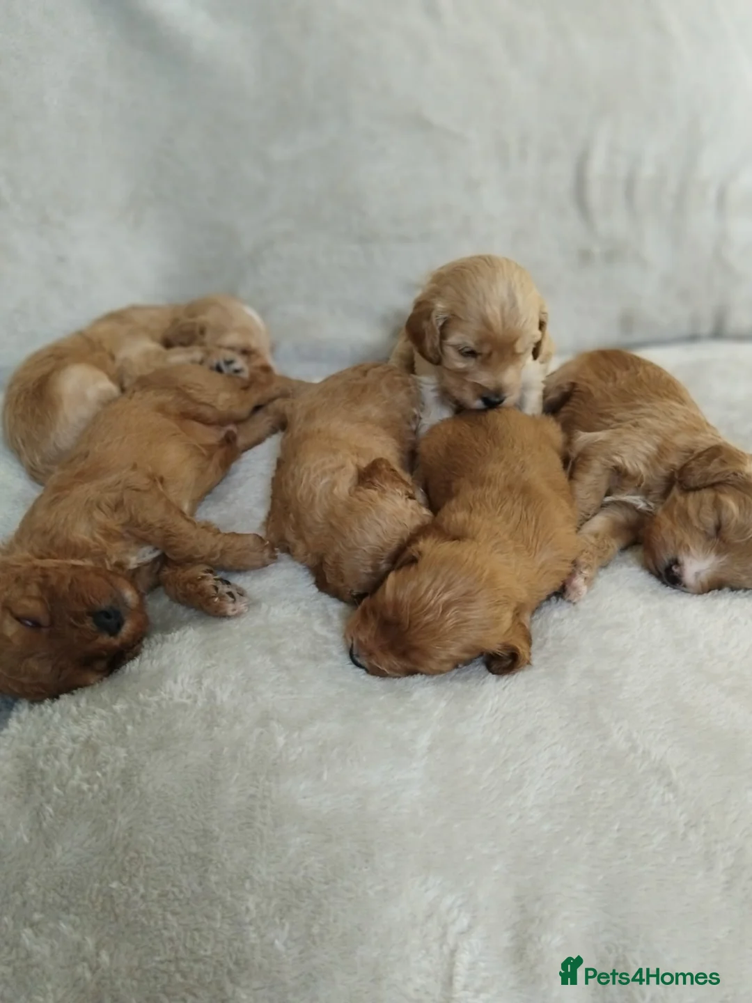 Cockapoo dogs for sale: Cockapoo puppies - Advert 8