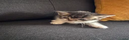 Perdoll cats for sale: Persian x Ragdoll kitten  - Advert 20