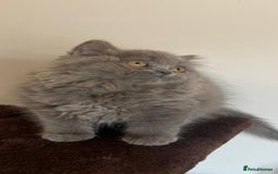 British Shorthair cats for sale: Gorgeous Brittsh Kittens Fully Vaccinated  - Image 25